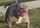 Constănțenii, terorizați de un pitbull:Am văzut cum sfârteca o pisică gestantă și săreau puii din ea