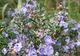 6 plante aromatice vindecătoare ce trebuie să fie în orice bucătărie