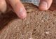 ATENŢIE la pâinea mucegăită. Poţi să te îmbolnăveşti de Salmonella