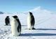 Pinguinii imperiali, amenințați de încălzirea Antarcticii 