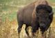 OTRĂVIŢI CU FURADAN. Zeci de BIZONI au murit la o fermă din Bihor
