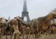 Fermierii francezi şi-au adus OILE la Turnul Eiffel în semn de protest faţă de lupii protejaţi