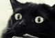 Ce nu ştiai despre pisica neagră