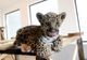Un pui de jaguar, adoptat de o cățelușă, la o grădină zoo din România