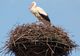 Cuib de barză mutat prin ordin de ministru al Mediului: situaţie halucinantă, în Argeş