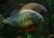 Cum arată atacul peștilor piranha, filmat într-un experiment