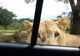 O leoaică deschide uşa maşinii, în timpul unui safari. Ce urmează