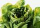 Ce nu ştiai despre salata verde