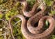 O casă dintr-un sat din Dolj, invadată de şerpi. Familia îngrozită: "M-am trezit cu un şarpe în pat"