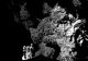 Philae, robotul instalat pe o cometă, s-a trezit: "Buna, Pamant! Ma auzi?"