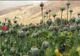Producția mondială de opium, la cel mai ridicat nivel din ultimii 85 de ani 