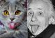 Grumpy Cat, detronată: pisica poreclită Einstein face furori pe internet