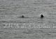 Spectacol: delfini aproape de ţărm, la Marea Neagră FOTO & VIDEO