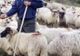 600 de oi vor fi omorâte, într-o fermă din Timiș, după descoperirea unui focar de pestă 