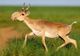 60.000 de antilope au murit în patru zile. Stupoare în rândul oamenilor de știință