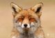 Proiectul “Zen Foxes”: Top 10 fotografii cu cele mai relaxate vulpi sălbatice