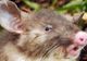 O nouă specie de şobolani, diferită de toate cele cunoscute, descoperită în Indonezia