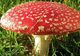 ATENȚIE maximă! Cum arată ciupercile otrăvitoare și cum se deosebesc de cele comestibile?