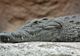 Descoperire inedită despre crocodili: ce se întâmplă cu creierul lor când adorm