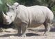 A murit unul dintre cei patru rinoceri albi nordici 