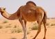  Şocant. Familie dezbinată din cauza unei cămile. Cum a fost posibil