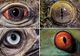 Poți să ghicești animalul doar privindu-l în ochi? Galerie foto excepțională