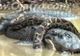 VIDEO: lupta teribilă dintre un piton uriaș și un aligator, surprinsă în imagini. Cine câștigă