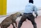Incident şocant: un leopard a intrat într-o şcoală. Şase persoane au fost rănite