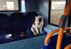 Cât de drăguţ e câinele. Cineva l-a uitat însă în autobuz 