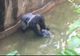 Un copil de patru ani a căzut în cușca gorilei. Ce a făcut animalul. Imaginile sunt cutremurătoare