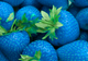 Căpșunile albastre: mit sau realitate? Ai mânca asa ceva?