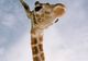 De ce are girafa gâtul lung?