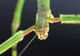 DESCOPERIRE uluitoare. Cum arată cea mai lungă insectă din lume. Are peste 60 cm