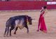 Un matador spaniol a fost ucis de taur în timpul coridei