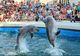 ALERTĂ la delfinariul din Constanța! Delfinii au devenit agresivi