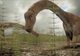 Cel mai mare dinozaur zburător din lume, descoperit în România. Va fi dezvăluit la Antipa