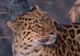 Un leopard din subspecia protejată Amur, reperat în China! În lume mai există 70 de exemplare 