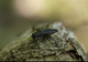 Insecta care omoară copacii. Este cât un bănuț și provine din China