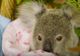 Viralul zilei! Un koala orfan se consolează cu un marsupial din pluș 