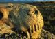 Pământul, în pragul celei mai mari extincţii în masă de după epoca dinozaurilor