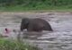 Imagini incredibile! Un elefant a salvat un om de la înec 