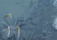 Au descoperit un lac sub ocean. "Cine ajunge acolo nu mai iese viu"