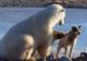 La câteva ore după ce a fost filmat în timp ce mângâia un câine, un urs polar a mâncat un husky 