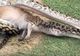 Scene incredibile pe un teren de golf. Un piton a mâncat un cangur în faţa sportivilor.Lumea, ŞOCATĂ