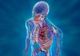 Descoperire şocantă: Un nou organ a fost identificat în corpul uman. Ce rol are?