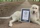 Record mondial înregistrat de un câine din Belgia! Avea cea mai lungă...