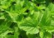 Mulţi cred că e o buruiană, dar această plantă minune tratează una dintre cele mai grave boli