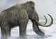 Mamutul lânos, specimen dispărut de peste 4.000 de ani, va reînvia! Ce spun savanţii