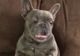 Reacţia amuzantă a unui bulldog francez când este gâdilat