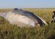 Descoperire șocantă. Cum a ajuns o balenă în mijlocul unui câmp, la zeci de km de țărm?
